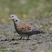 European Turtle Dove