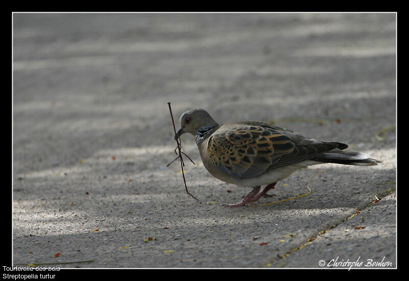 European Turtle Dove, identification, Behaviour