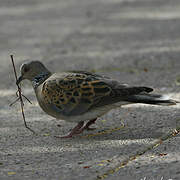 European Turtle Dove