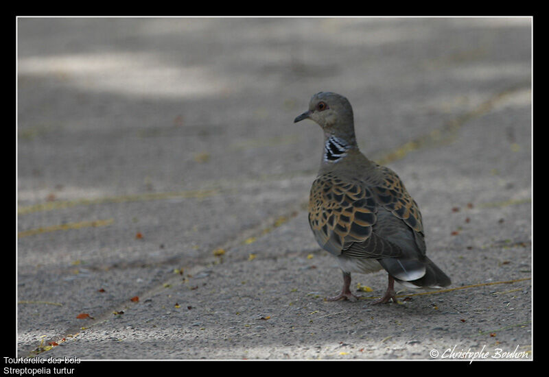 Tourterelle des bois, identification