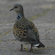 European Turtle Dove