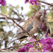 Laughing Dove