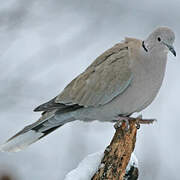 Eurasian Collared Dove