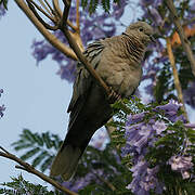 Eurasian Collared Dove