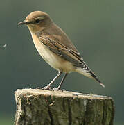 Northern Wheatear