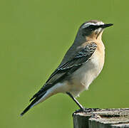 Northern Wheatear