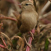 Eurasian Wren