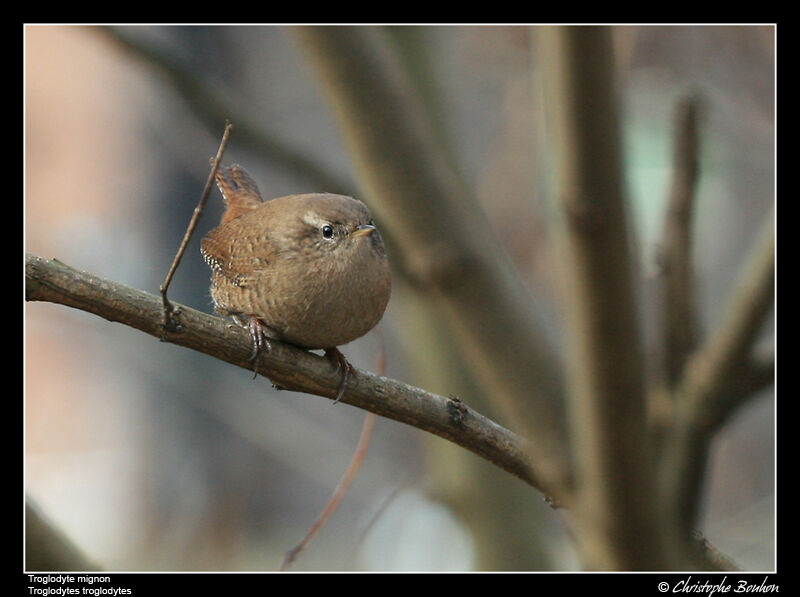 Eurasian Wrenadult