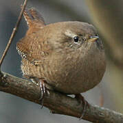 Eurasian Wren