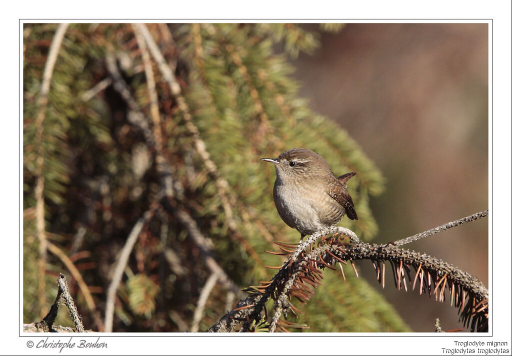 Troglodyte mignon, identification, Comportement