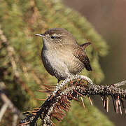 Eurasian Wren