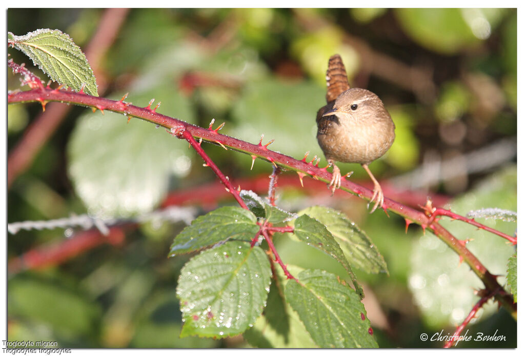 Eurasian Wren, identification