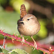 Eurasian Wren