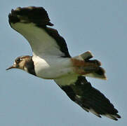 Northern Lapwing