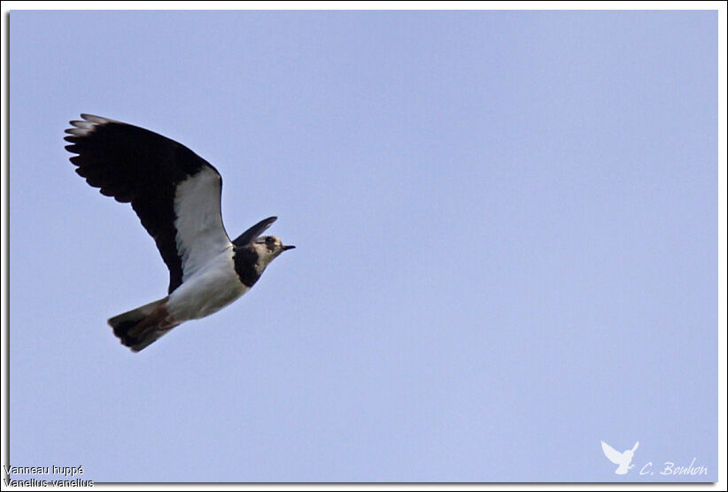 Northern Lapwing, Flight