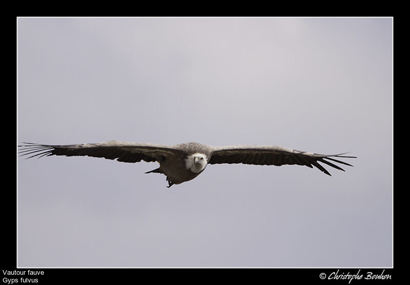 Griffon Vulture