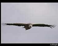 Vautour fauve