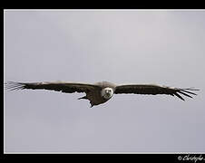 Vautour fauve