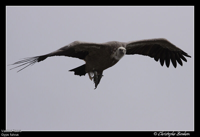 Vautour fauve