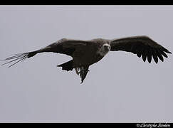 Griffon Vulture