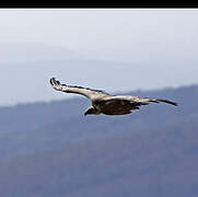 Griffon Vulture