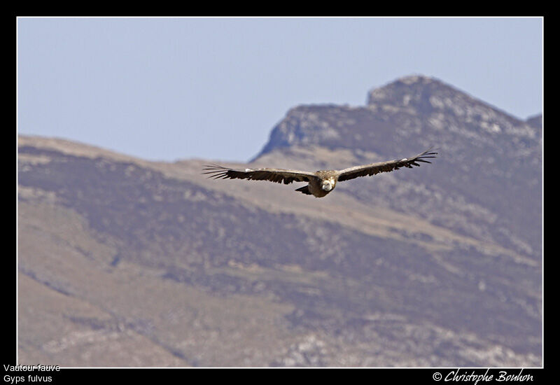 Griffon Vulture, Flight