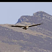 Griffon Vulture