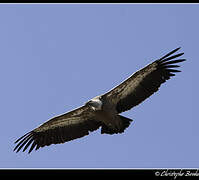 Griffon Vulture