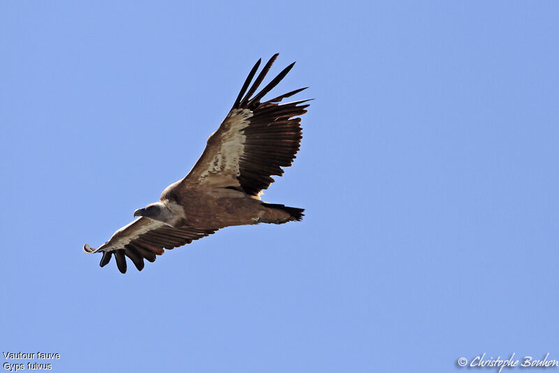 Griffon Vulture, Flight