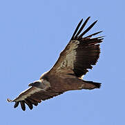 Griffon Vulture