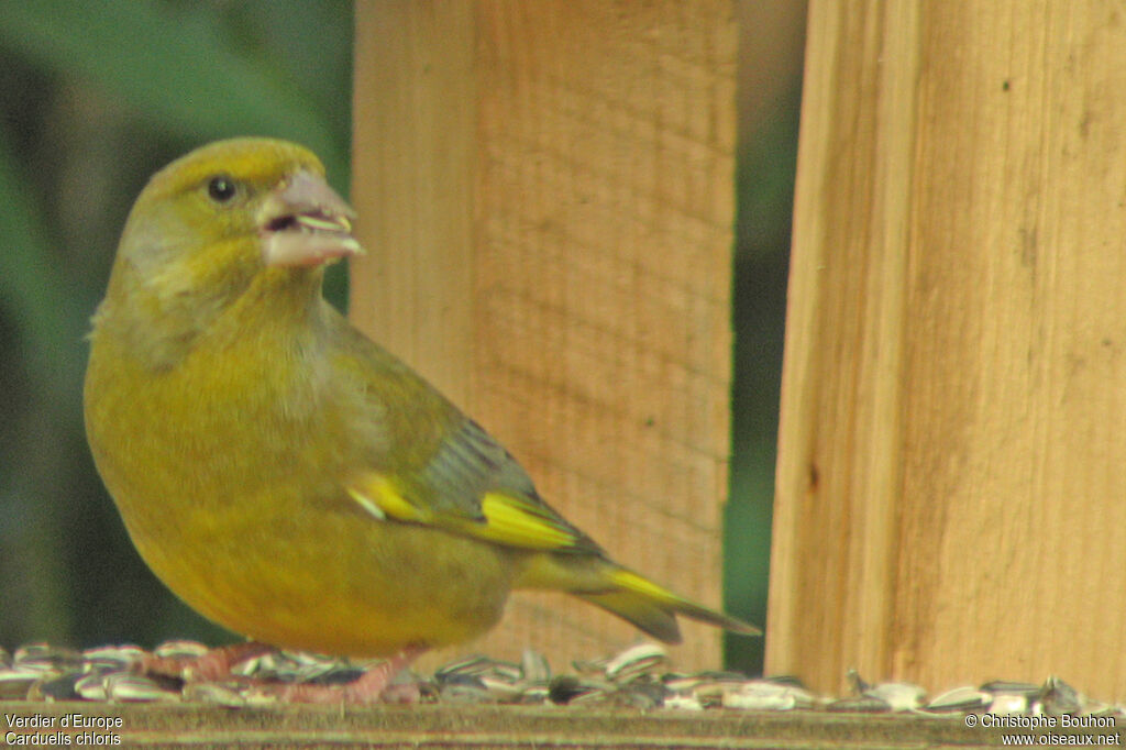 European Greenfinch