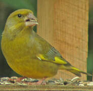 European Greenfinch