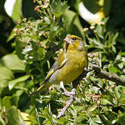 European Greenfinch