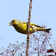 European Greenfinch