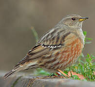 Alpine Accentor