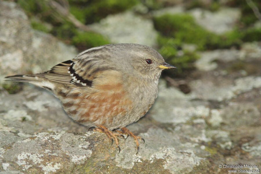 Accenteur alpin