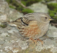 Alpine Accentor