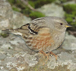 Accenteur alpin