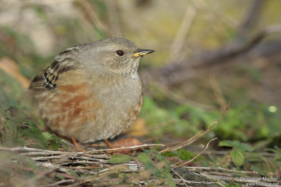 Alpine Accentor