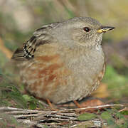 Alpine Accentor