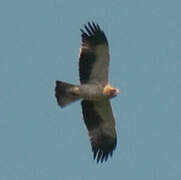 Booted Eagle