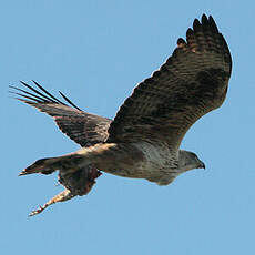 Aigle de Bonelli