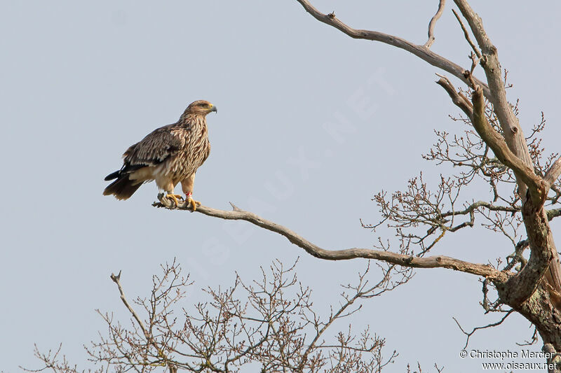 Eastern Imperial Eagle female Second year