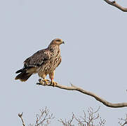 Eastern Imperial Eagle