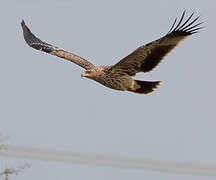 Eastern Imperial Eagle