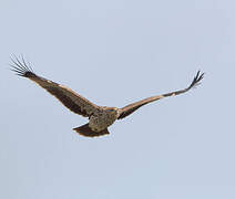 Eastern Imperial Eagle