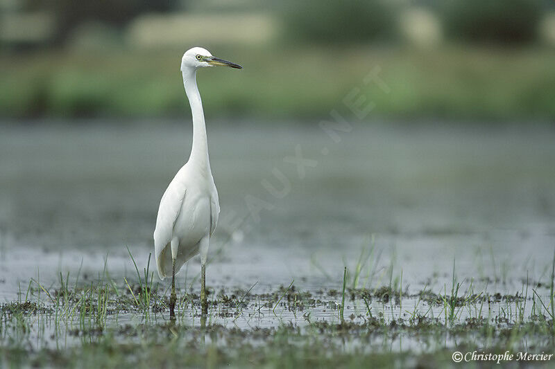 Aigrette garzette