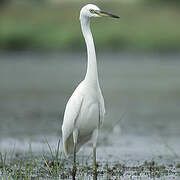 Aigrette garzette