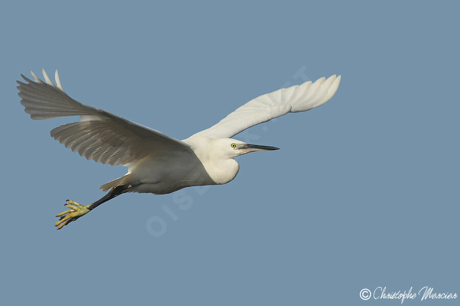 Aigrette garzette