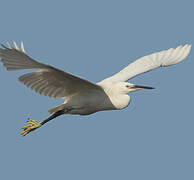 Little Egret